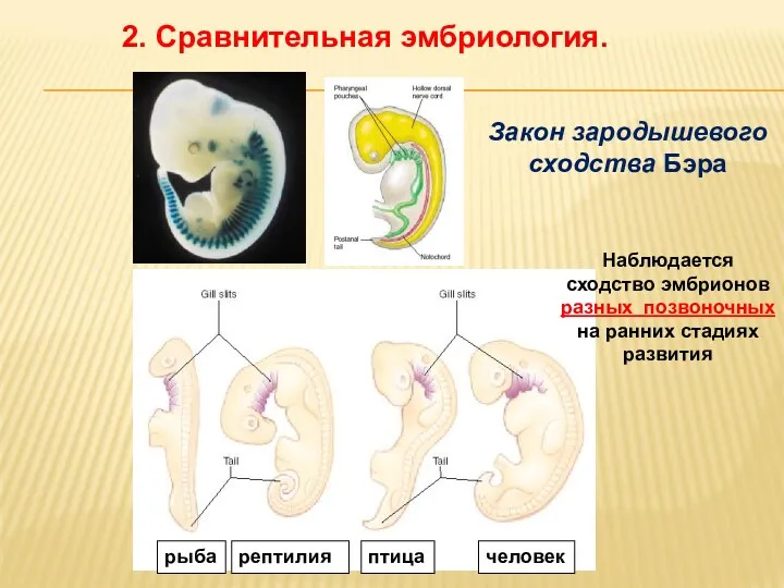2. Сравнительная эмбриология. рыба рептилия птица человек Наблюдается сходство эмбрионов разных позвоночных на