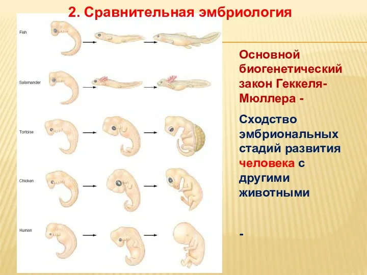 Основной биогенетический закон Геккеля-Мюллера - Сходство эмбриональных стадий развития человека с другими животными