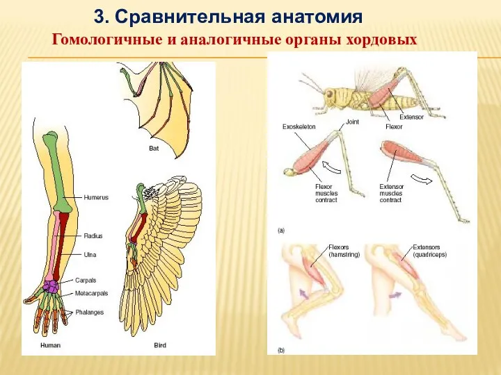 Гомологичные и аналогичные органы хордовых 3. Сравнительная анатомия