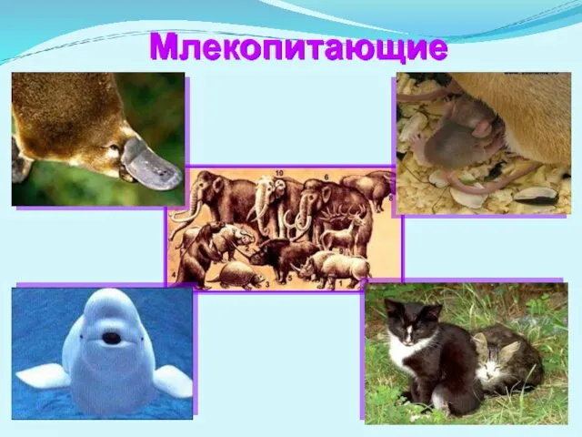 Млекопитающие