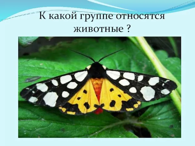 К какой группе относятся животные ?