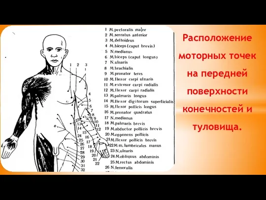 Расположение моторных точек на передней поверхности конечностей и туловища.