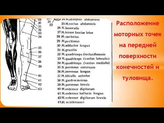 Расположение моторных точек на передней поверхности конечностей и туловища.