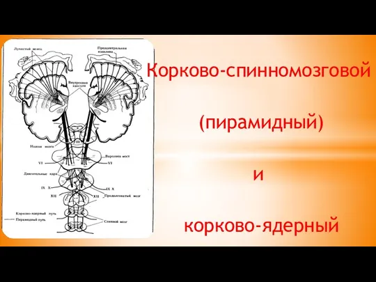 Корково-спинномозговой (пирамидный) и корково-ядерный двигательные пути.