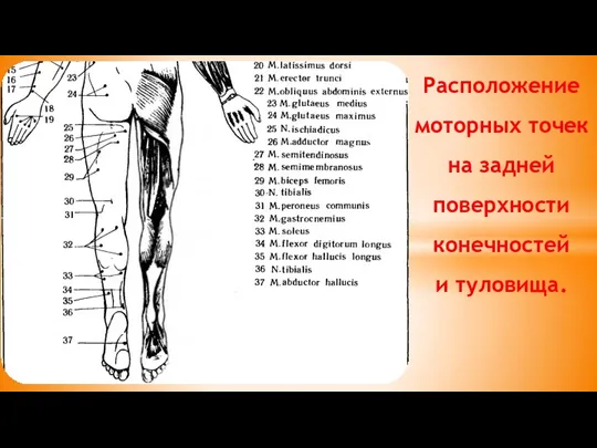 Расположение моторных точек на задней поверхности конечностей и туловища.