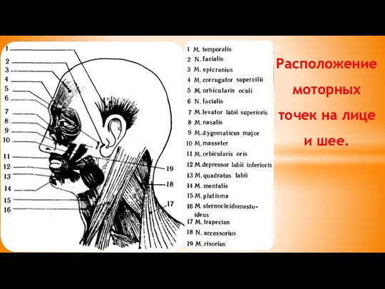 Расположение моторных точек на лице и шее.