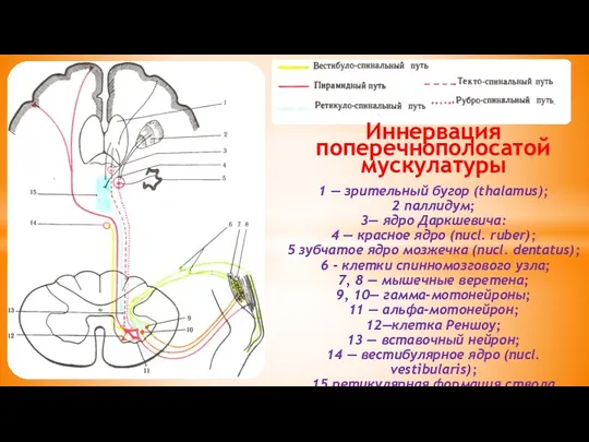 Иннервация поперечнополосатой мускулатуры 1 — зрительный бугор (thalamus); 2 паллидум;