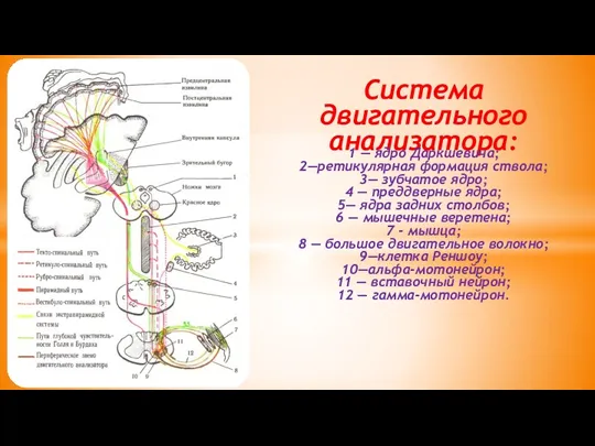 Система двигательного анализатора: 1 — ядро Даркшевича; 2—ретикулярная формация ствола;