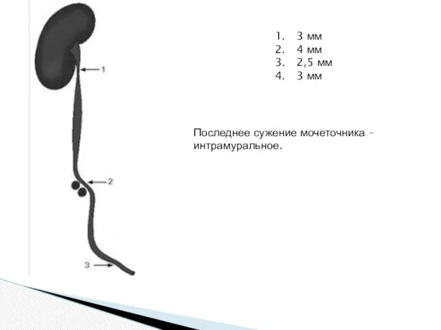 3 мм 4 мм 2,5 мм 3 мм Последнее сужение мочеточника – интрамуральное.