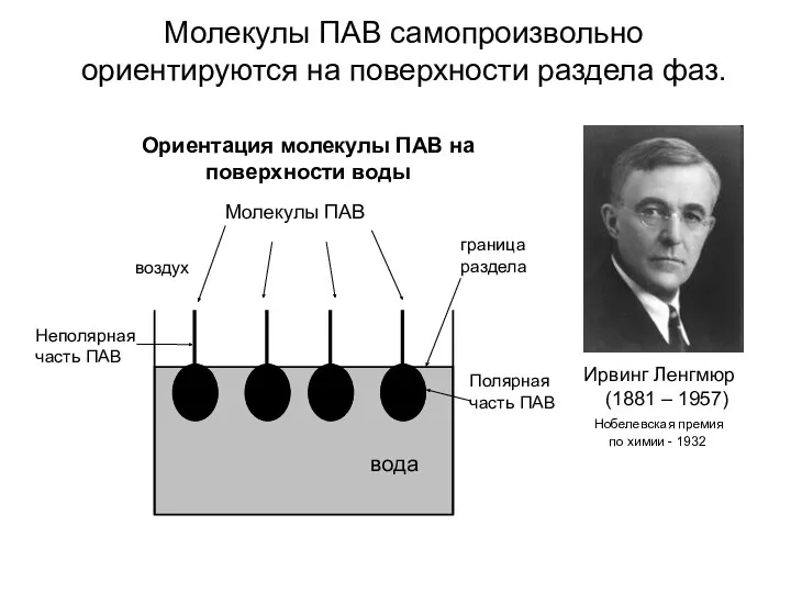 Молекулы ПАВ самопроизвольно ориентируются на поверхности раздела фаз. Ирвинг Ленгмюр