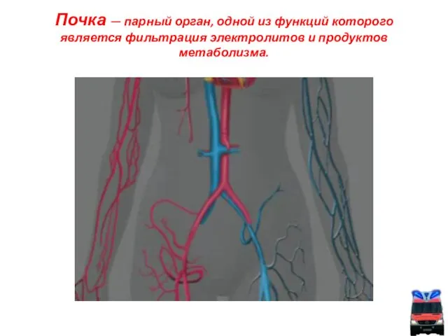 Почка — парный орган, одной из функций которого является фильтрация электролитов и продуктов метаболизма.