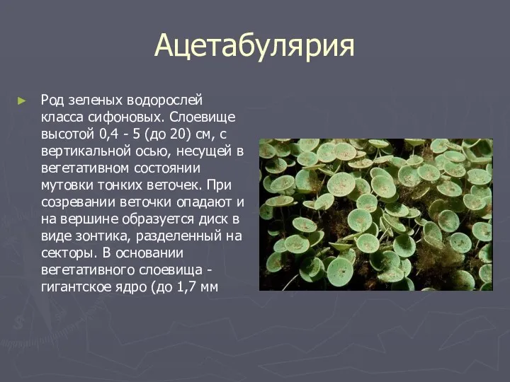 Ацетабулярия Род зеленых водорослей класса сифоновых. Слоевище высотой 0,4 - 5 (до 20)