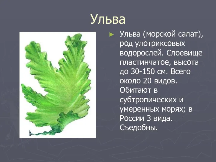 Ульва Ульва (морской салат), род улотриксовых водорослей. Слоевище пластинчатое, высота до 30-150 см.