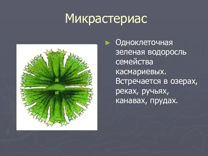Микрастериас Одноклеточная зеленая водоросль семейства касмариевых. Встречается в озерах, реках, ручьях, канавах, прудах.