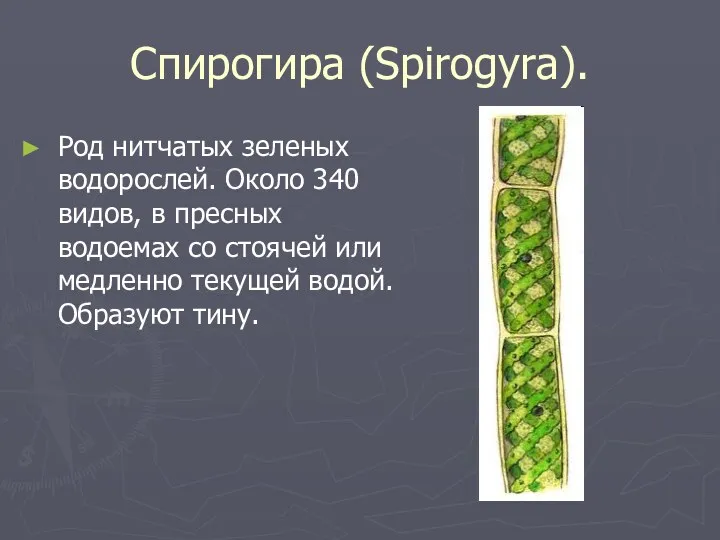 Спирогира (Spirogyra). Род нитчатых зеленых водорослей. Около 340 видов, в пресных водоемах со