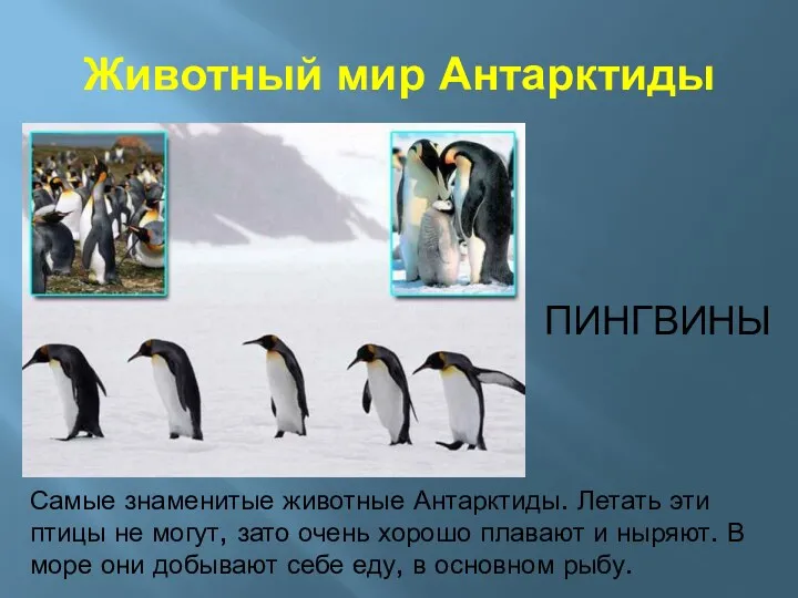 Животный мир Антарктиды ПИНГВИНЫ Самые знаменитые животные Антарктиды. Летать эти