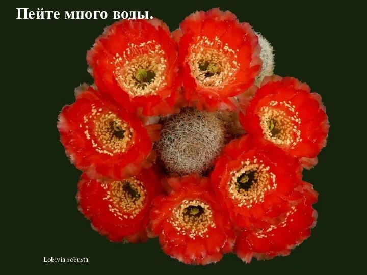 Lobivia robusta Пейте много воды.