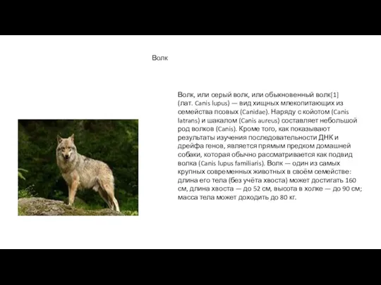Волк Волк, или серый волк, или обыкновенный волк[1] (лат. Canis lupus) — вид