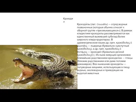 Крокодил Крокоди́лы (лат. Crocodilia) — отряд водных позвоночных (которых обычно относят к сборной