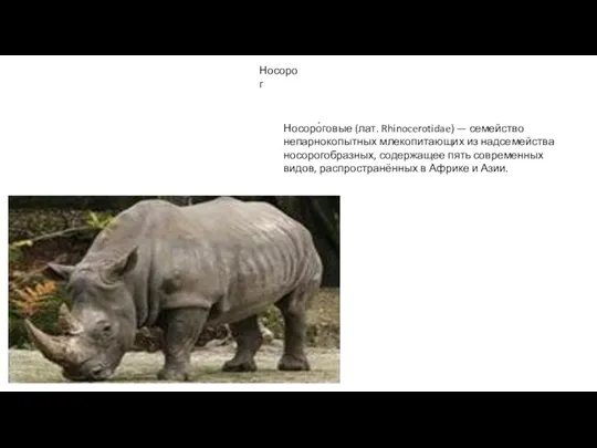 Носорог Носоро́говые (лат. Rhinocerotidae) — семейство непарнокопытных млекопитающих из надсемейства носорогобразных, содержащее пять