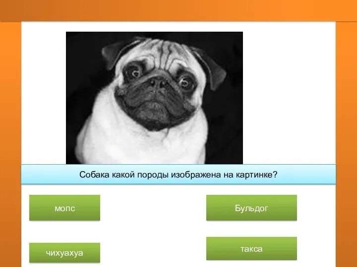 Собака какой породы изображена на картинке? мопс чихуахуа Бульдог такса