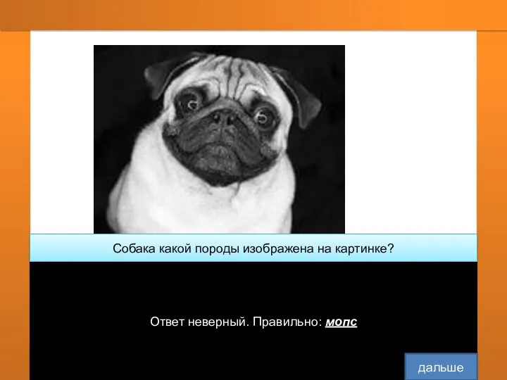 Собака какой породы изображена на картинке? мопс чихуахуа Бульдог Ответ неверный. Правильно: мопс дальше