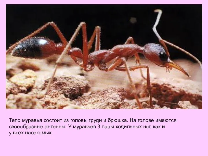 Тело муравья состоит из головы груди и брюшка. На голове имеются своеобразные антенны.