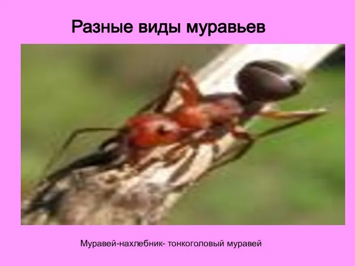 Муравей-нахлебник- тонкоголовый муравей Разные виды муравьев