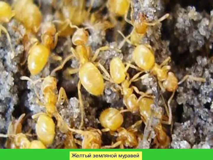 Желтый земляной муравей