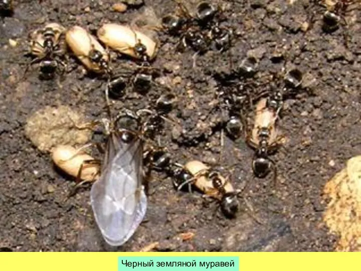Черный земляной муравей