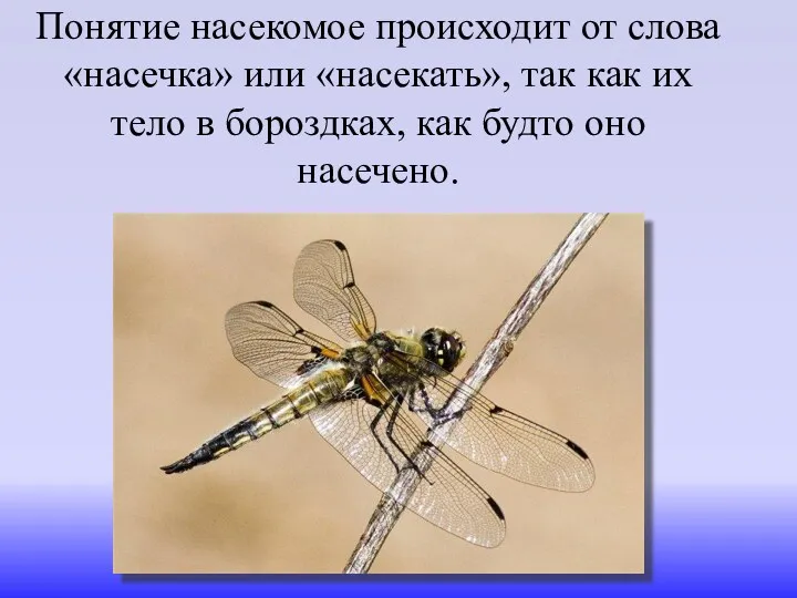 Понятие насекомое происходит от слова «насечка» или «насекать», так как