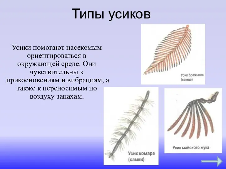 Типы усиков Усики помогают насекомым ориентироваться в окружающей среде. Они