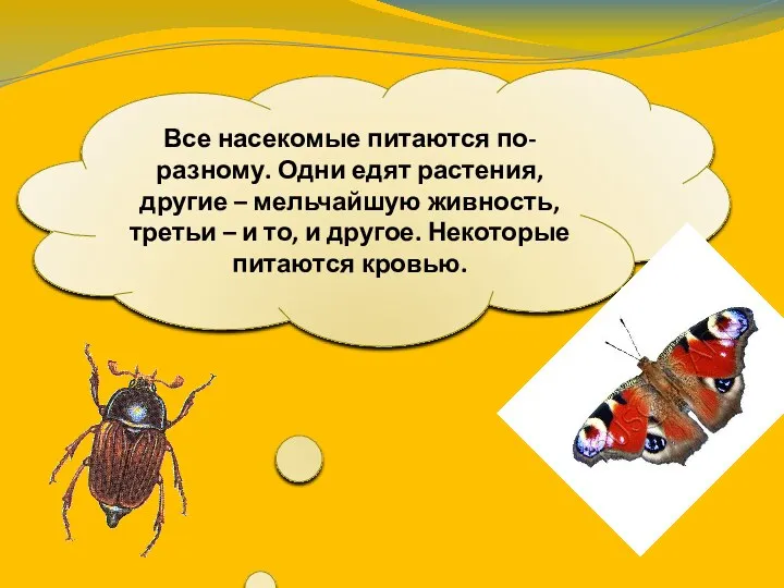 Все насекомые питаются по-разному. Одни едят растения, другие – мельчайшую