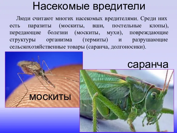Люди считают многих насекомых вредителями. Среди них есть паразиты (москиты,