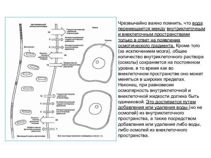 Чрезвычайно важно помнить, что вода перемещается между внутриклеточным и внеклеточным