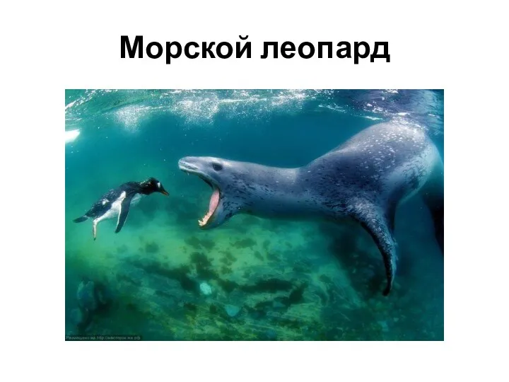 Морской леопард