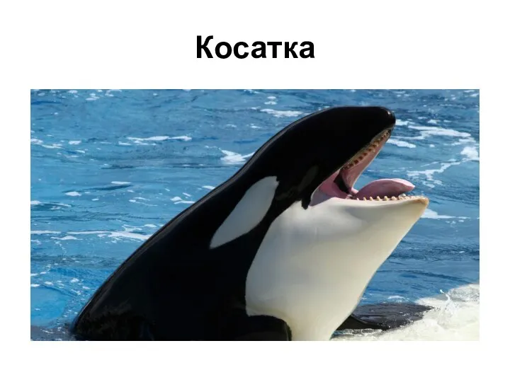 Косатка