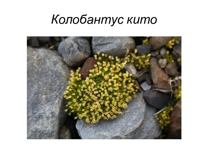 Колобантус кито