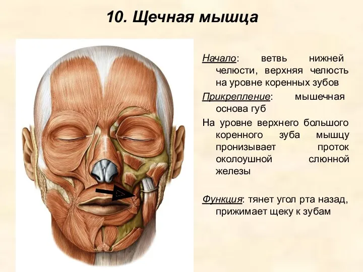 10. Щечная мышца Начало: ветвь нижней челюсти, верхняя челюсть на