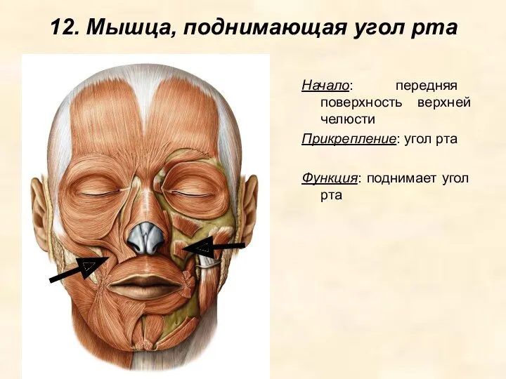 12. Мышца, поднимающая угол рта Начало: передняя поверхность верхней челюсти