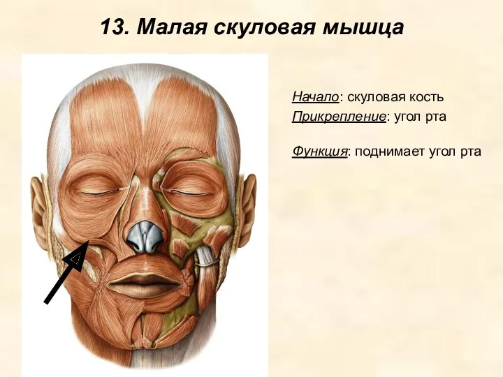 13. Малая скуловая мышца Начало: скуловая кость Прикрепление: угол рта Функция: поднимает угол рта