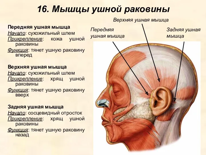 16. Мышцы ушной раковины Передняя ушная мышца Начало: сухожильный шлем Прикрепление: кожа ушной