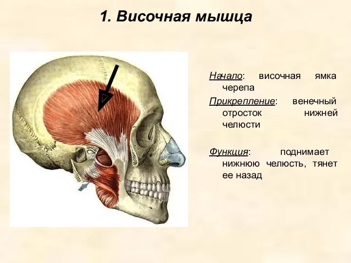 1. Височная мышца Начало: височная ямка черепа Прикрепление: венечный отросток