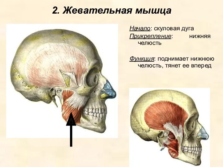 2. Жевательная мышца Начало: скуловая дуга Прикрепление: нижняя челюсть Функция: поднимает нижнюю челюсть, тянет ее вперед