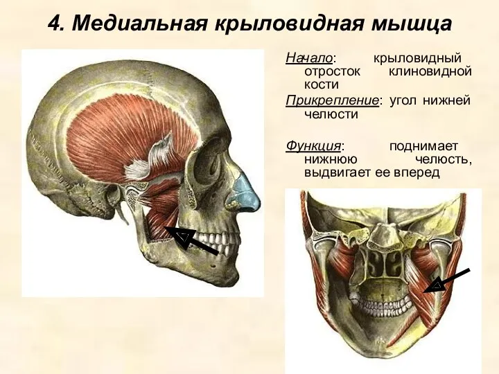 4. Медиальная крыловидная мышца Начало: крыловидный отросток клиновидной кости Прикрепление: угол нижней челюсти