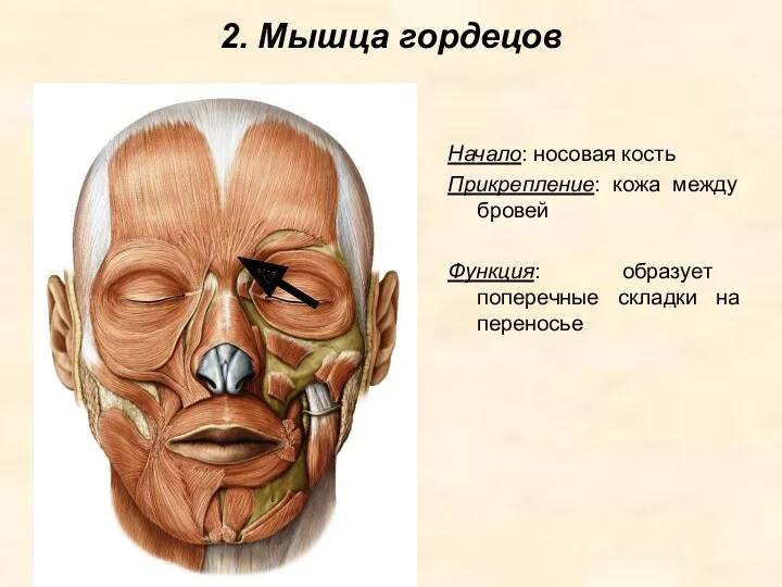 2. Мышца гордецов Начало: носовая кость Прикрепление: кожа между бровей Функция: образует поперечные складки на переносье