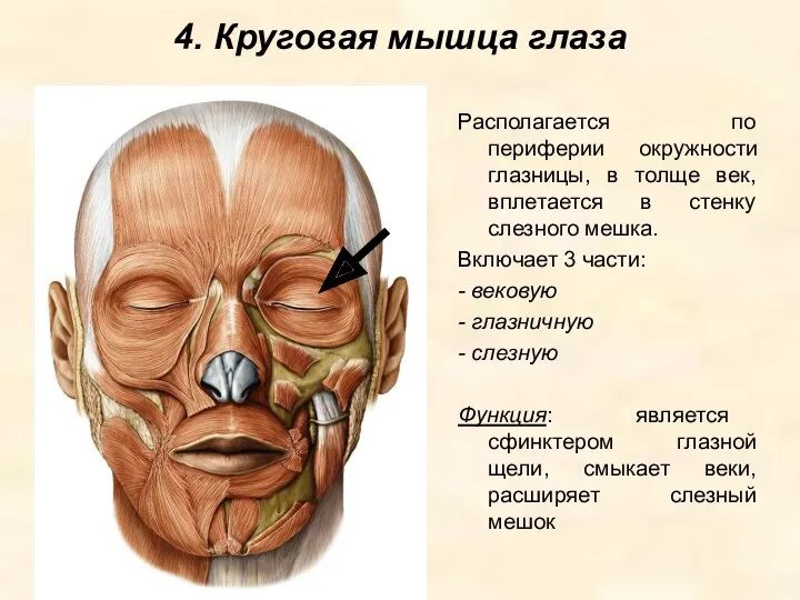 4. Круговая мышца глаза Располагается по периферии окружности глазницы, в толще век, вплетается