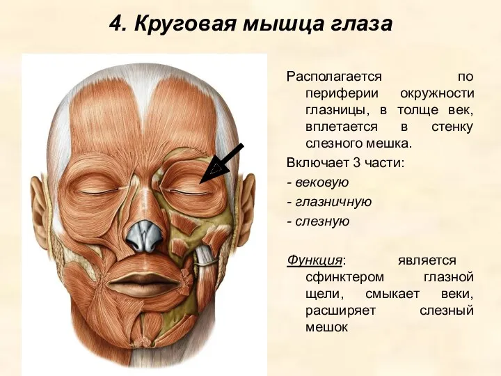 4. Круговая мышца глаза Располагается по периферии окружности глазницы, в