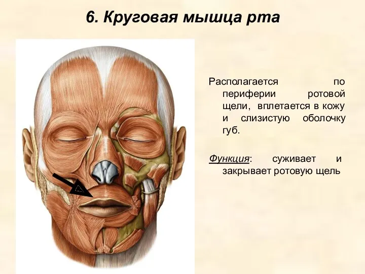 6. Круговая мышца рта Располагается по периферии ротовой щели, вплетается в кожу и