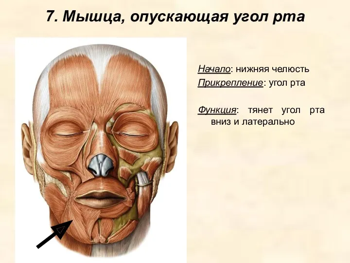 7. Мышца, опускающая угол рта Начало: нижняя челюсть Прикрепление: угол